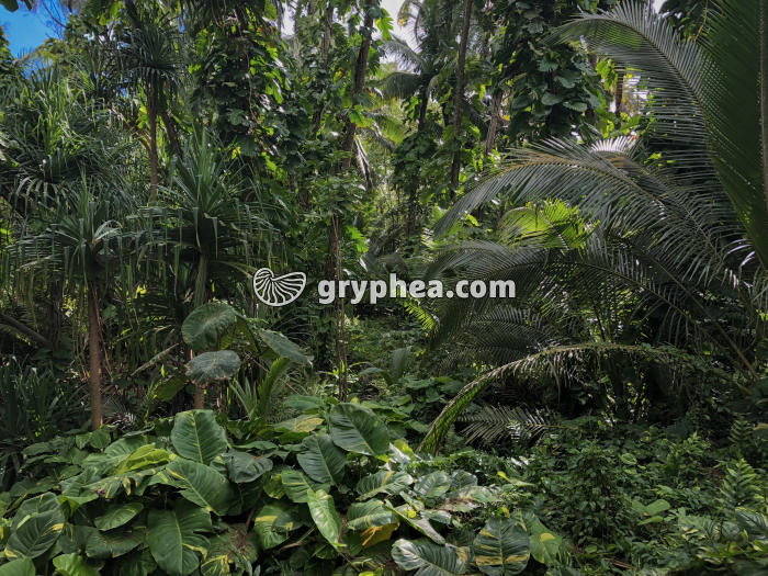 Forêt tropicale - gryphea.org